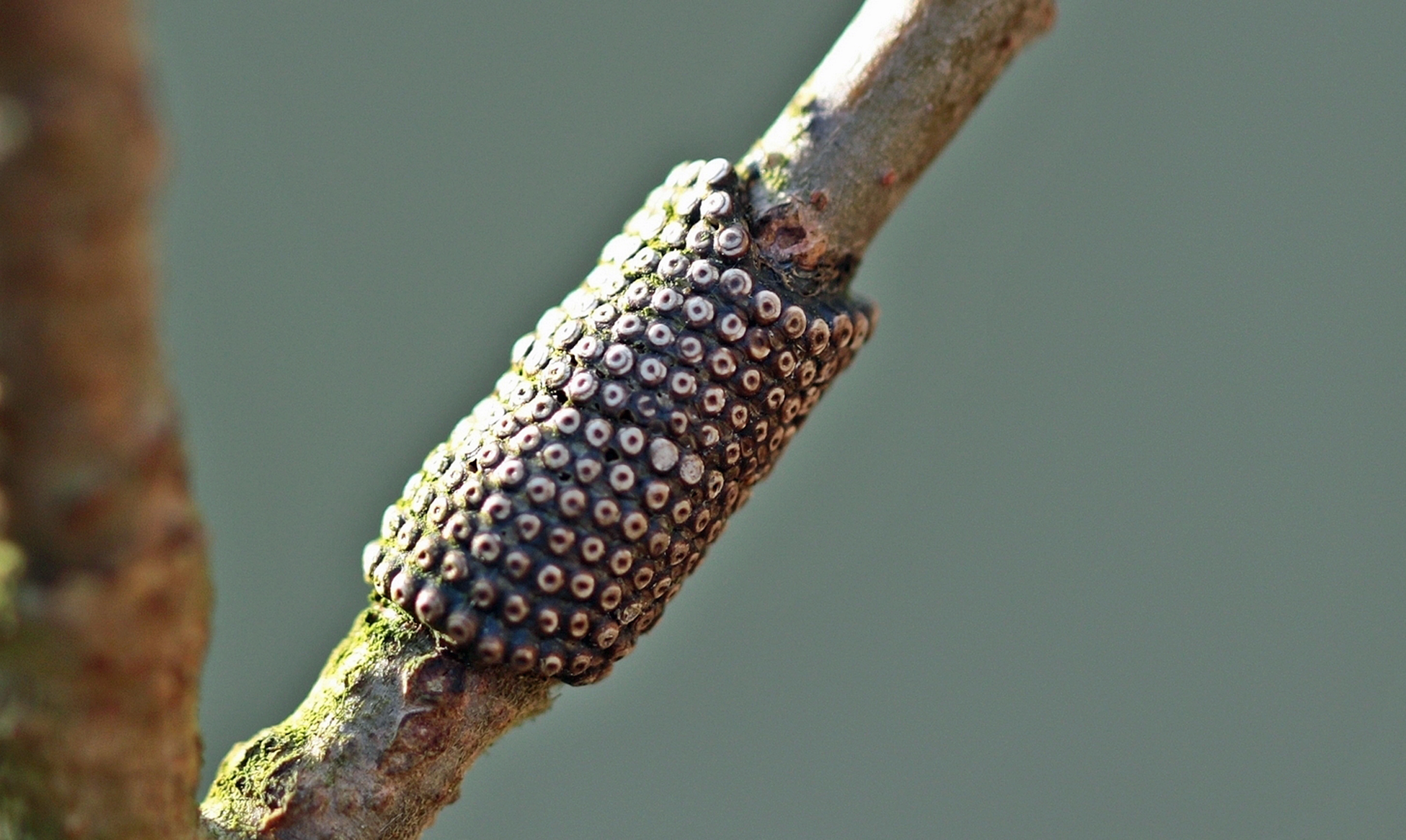 Ringelrups eieren, Maud Maas Geesteranus 1.jpg